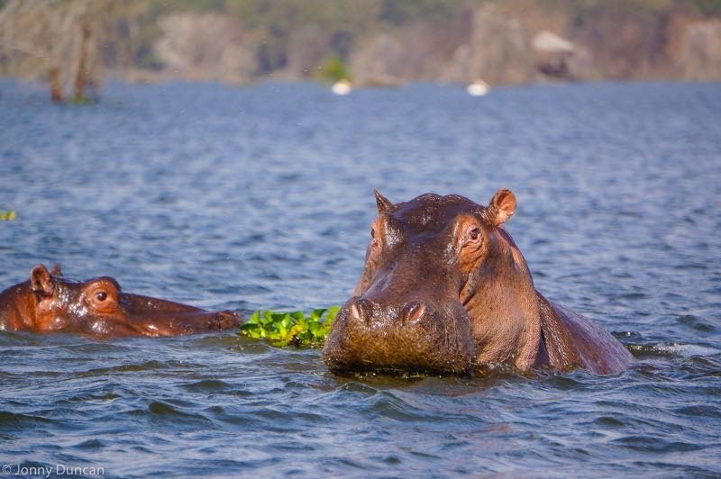 Lake-Naivasha-National-Park