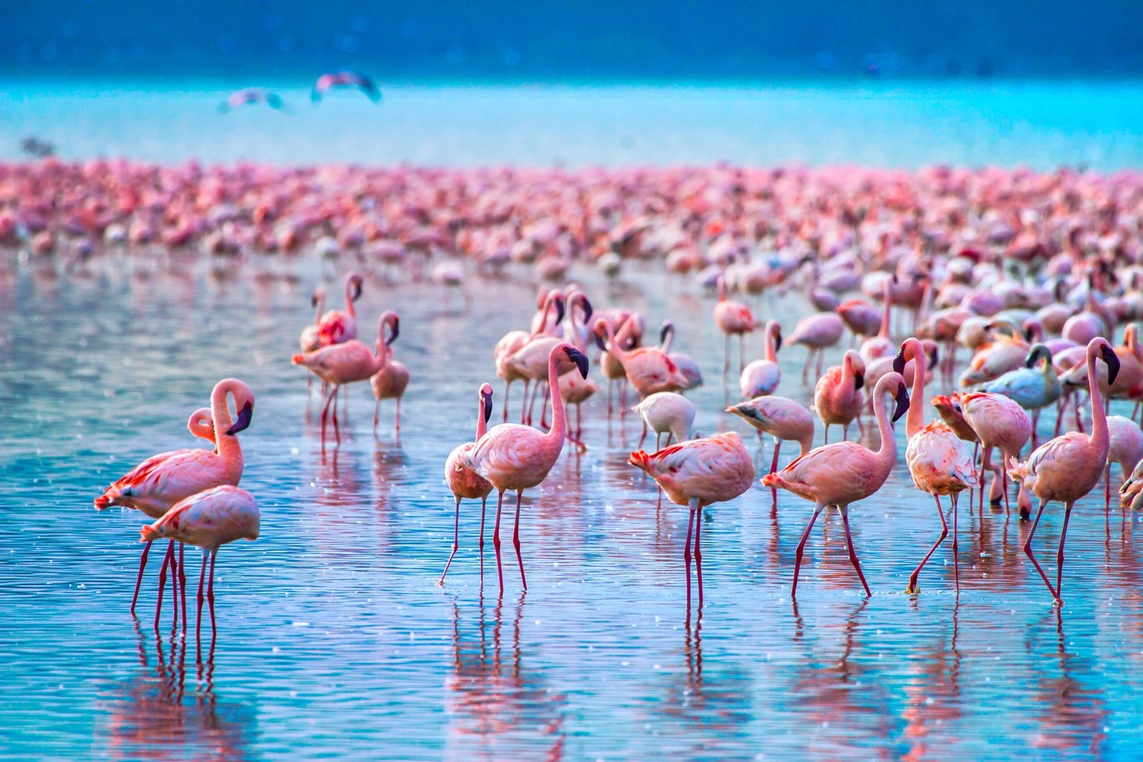 lake-nakuru-flamingoes-scaled-1